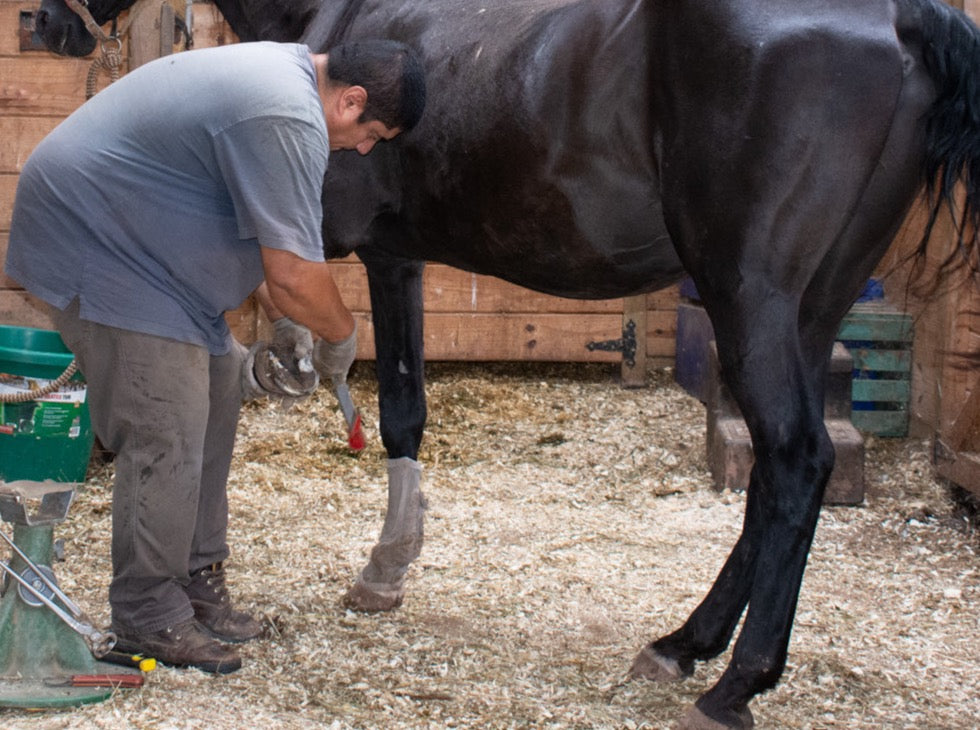 Gift a Hoof Trim