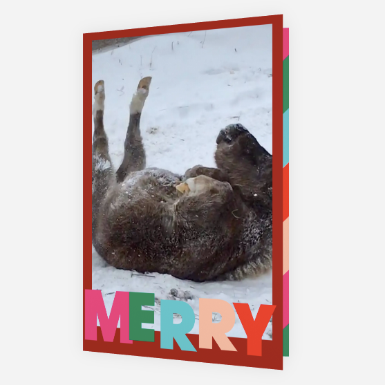 Merry <br> Holiday Card 3-Pack