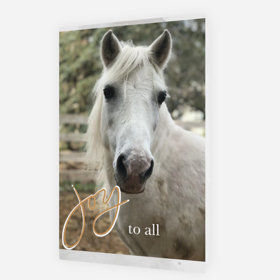 Joy to All<br>Holiday Card 3-Pack