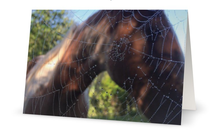 Dewy Spiderweb #2 <br>Greeting Card 3-Pack