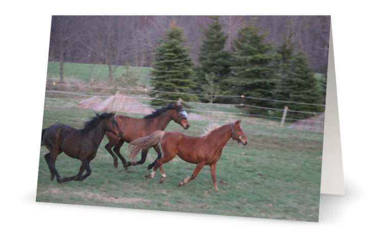Zoey, Stella & Glory <br>Greeting Card 3-Pack